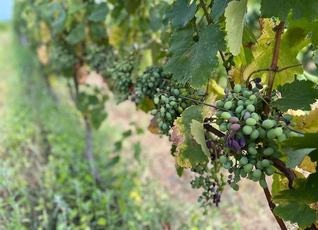 Vines of Georgian variety Saperavi in summer