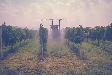 Organic vineyard in Georgia