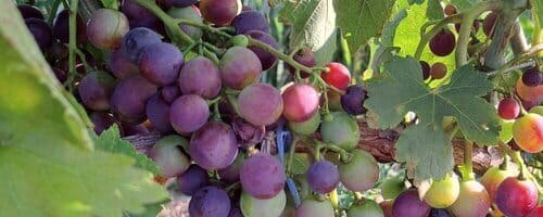 Jghia Georgian red wine grape