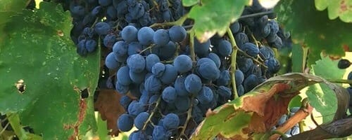 Saperavi Georgian red wine grapes